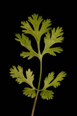 Kişniş (Coriandrum sativum). Yaprak Kapanışı