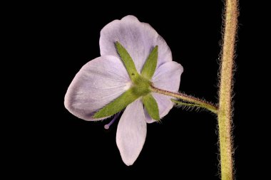 Germander Speedwell (Veronica Chamaedrys). Çiçek Kapanışı