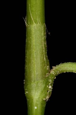 Redshank (Persicaria maculosa). Ocrea Kapanışı