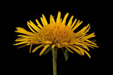 Meadow Fleabane (Inula britannica). Çiçekli Capitulum Kapanış