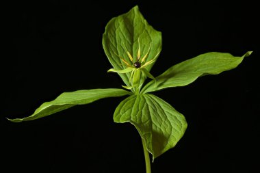 Herb Paris (Paris kuadrifolisi). Alışkanlık