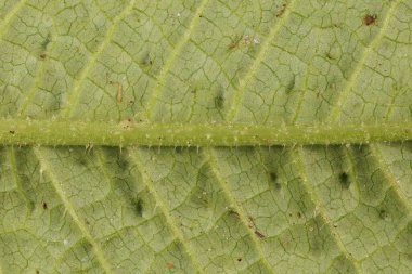 Wild Teasel (Dipsacus fullonum). Yaprak Ayrıntısı Kapatma