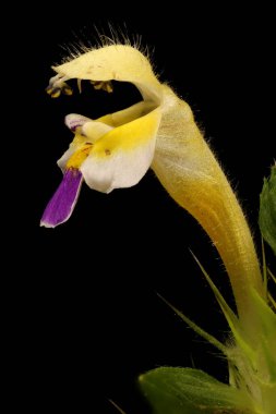 Büyük-Çiçekli Hemp-Nettle (Galeopsis speciosa). Çiçek Kapanışı