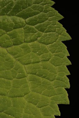 Çivili Rampion (Phyteuma spicatum). Yaprak Ayrıntısı Kapatma