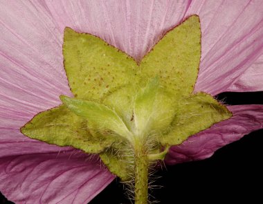 Musk Mallow (Malva moschata). Calyx Kapanışı