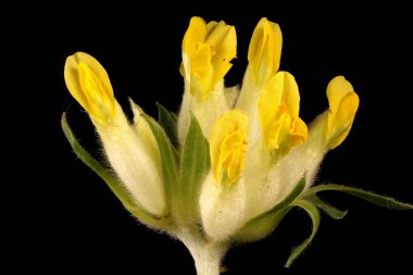 Böbrek Vetch (Anthyllis zafiyeti). Enfeksiyon. Yakın çekim.
