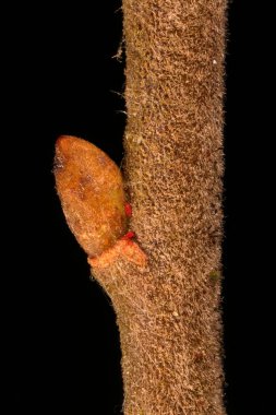 Gri Söğüt (Salix cinerea). Dal ve Bud Yakın Çekim