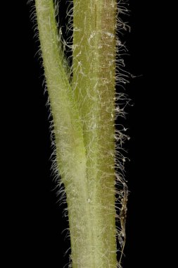Wood Forget-Me-Not (Myosotis sylvatica). Alt Kök Kapanışı
