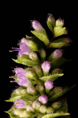 Vietnam merhemi (Elsholtzia ciliata). Inflorescence Detay Kapatma