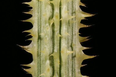 Wild Teasel (Dipsacus fullonum). Kök Yakın Çekim