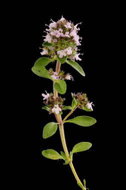 Breckland kekik (Thymus serpilllum). Alışkanlık