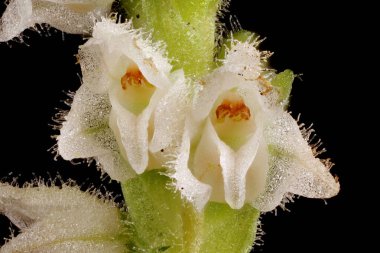Sürünen Lady & apos; s-Tresses (Goodyera tövbe ediyor). Inflorescence Detay Kapatma