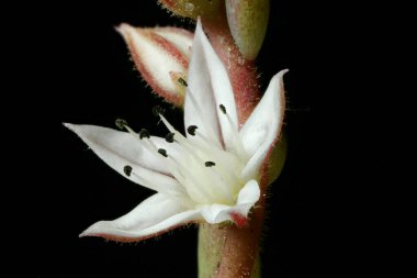 White Stonecrop (Sedum albümü) Çiçek Kapanışı