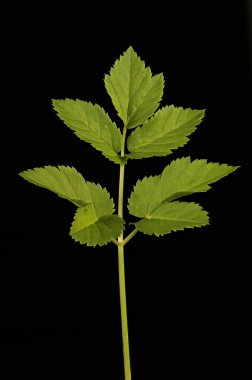 Yer Yaşlısı (Aegopodyum podagraria). Yaprak Kapanışı