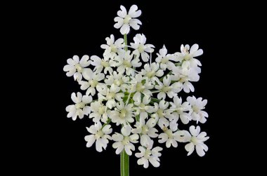 Yer Yaşlısı (Aegopodyum podagraria). Umbellule Kapanış
