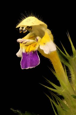 Büyük-Çiçekli Hemp-Nettle (Galeopsis speciosa). Çiçek Kapanışı