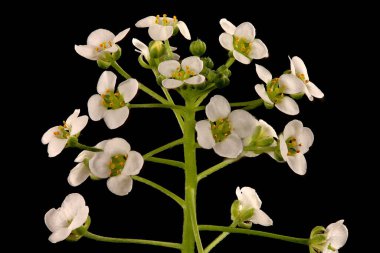 Tatlı Alison (Lobularia maritima). Enfeksiyon. Yakın çekim.