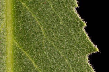 Dame & apos; 'dan Violet (Hesperis matronalis). Yaprak Ayrıntısı Kapatma