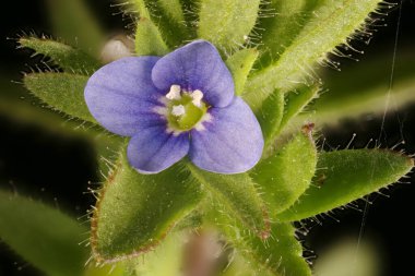 Wall Speedwell (Veronica arvensis). Çiçek Kapanışı