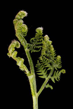 Bracken (Pteridium aquilinum). Genç Cephe Kapanışı