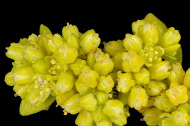 Yumuşak Rupturewort (Herniaria glabra). Inflorescence Detay Kapatma