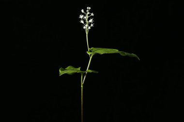 Lily (Maianthemum bifolium). Alışkanlık