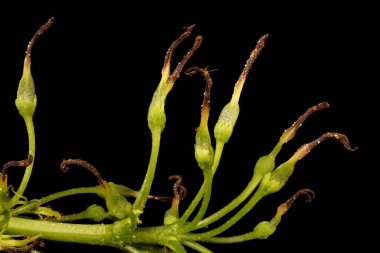 Kül (Fraxinus Excelsior). Kadın Enfeksiyonu Detayı Kapatma