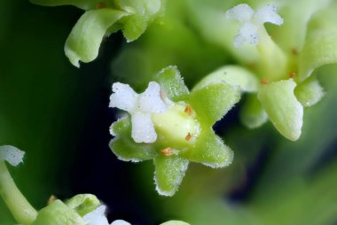 Asa Vine (Celastrus orbiculatus). Çiçek Kapanışı