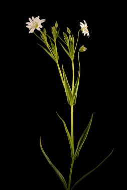 Daha büyük dikişotu (Stellaria holostea). Alışkanlık