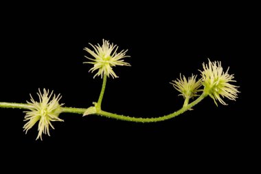 Hop (Humulus lupulus). Kadın Enfeksiyonu. Yakın çekim.