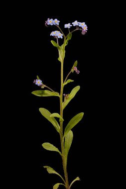 Wood Forget-Me-Not (Myosotis sylvatica). Alışkanlık