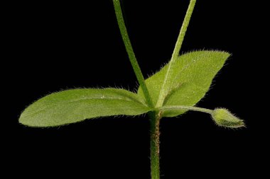 Field Forget-Me-Not (Myosotis arvensis). Kök ve Yapraklar Kapalı