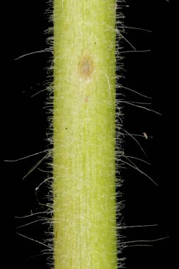 Great Willowhere (Epilobium hirsutum). Kök Yakın Çekim