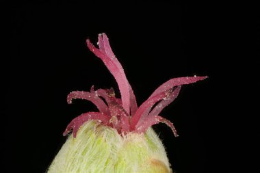 Hazel (Corylus avellana). Femal Inflorescence Ayrıntısı Kapatma
