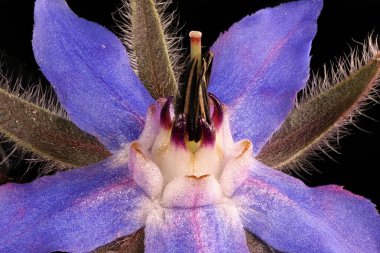 Borage (Borago officinalis). Pistil ve Stamens Kapanış