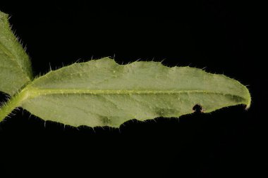 Yıllık Bugloss (Anchusa arvensis). Yaprak Kapanışı