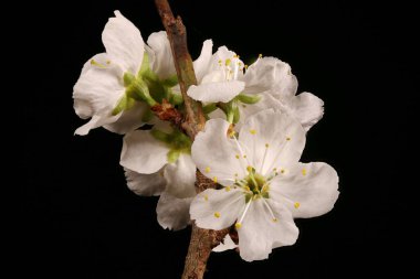 Kiraz eriği (Prunus cerasifera). Enfeksiyon. Yakın çekim.