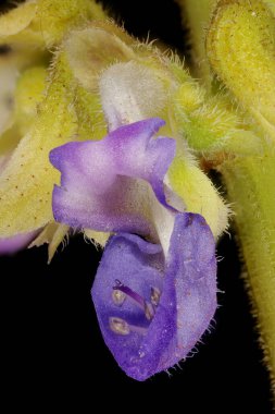 Boyalı Nettle (Plectranthus scutellarioides). Çiçek Kapanışı