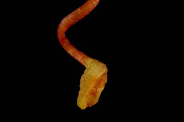 Virginia Creeper (Parthenocissus quinquefolia). Tendril Ayrıntısı Kapatma