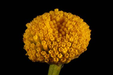 Tansy (Tanasetum vulgare). Capitulum Kapanış