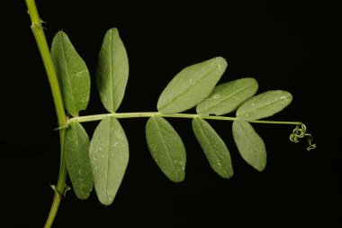 Bush Vetch (Vicia sepium). Yaprak Kapanışı
