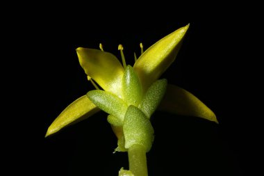 Isıran Taş (Sedum dönümü). Çiçek Kapanışı