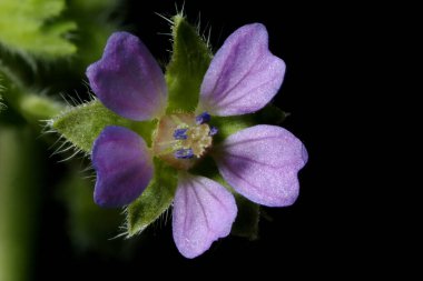 Küçük çiçekli Crane & apos; s-Bill (Geranium pusillum). Çiçek Kapanışı