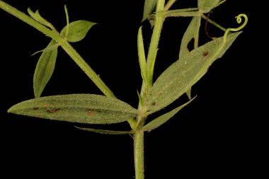 Meadow Vetchling (Lathyrus pratensis). Kök ve Yapraklar Kapalı