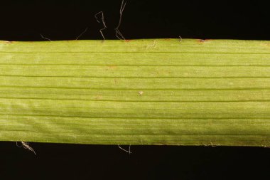 Kıllı Woodrush (Luzula pilosa). Yaprak Ayrıntısı Kapatma