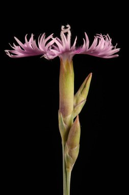 Bahçe Pembe (Dianthus plumarius). Çiçek Kapanışı