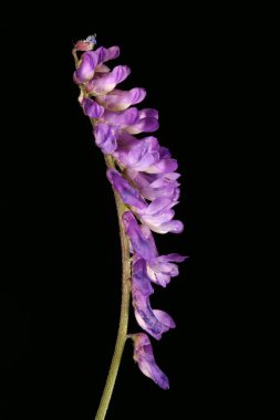 Tufted Vetch (Vicia cracca). Enfeksiyon. Yakın çekim.