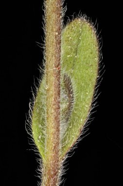 Erken Unutma-Beni-Değil (Myosotis ramosissima). Yaprak Kapanışı