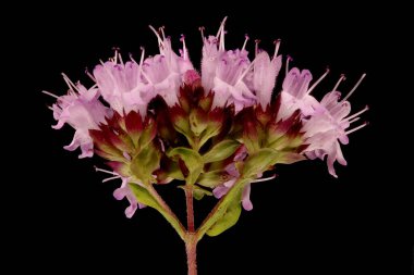 Vahşi Marjoram (Origanum vulgare). Inflorescence Detay Kapatma