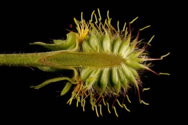 Doğu Bulvarı (Geum aleppicum). İnfructescence Çapraz Bölüm